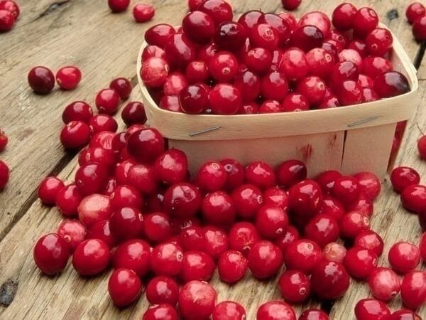 Cranberry và 15 công dụng tuyệt vời từ Cranberry (Nam Việt Quất)