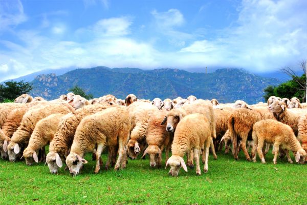 Nhau thai cừu là gì & có tác dụng gì? 